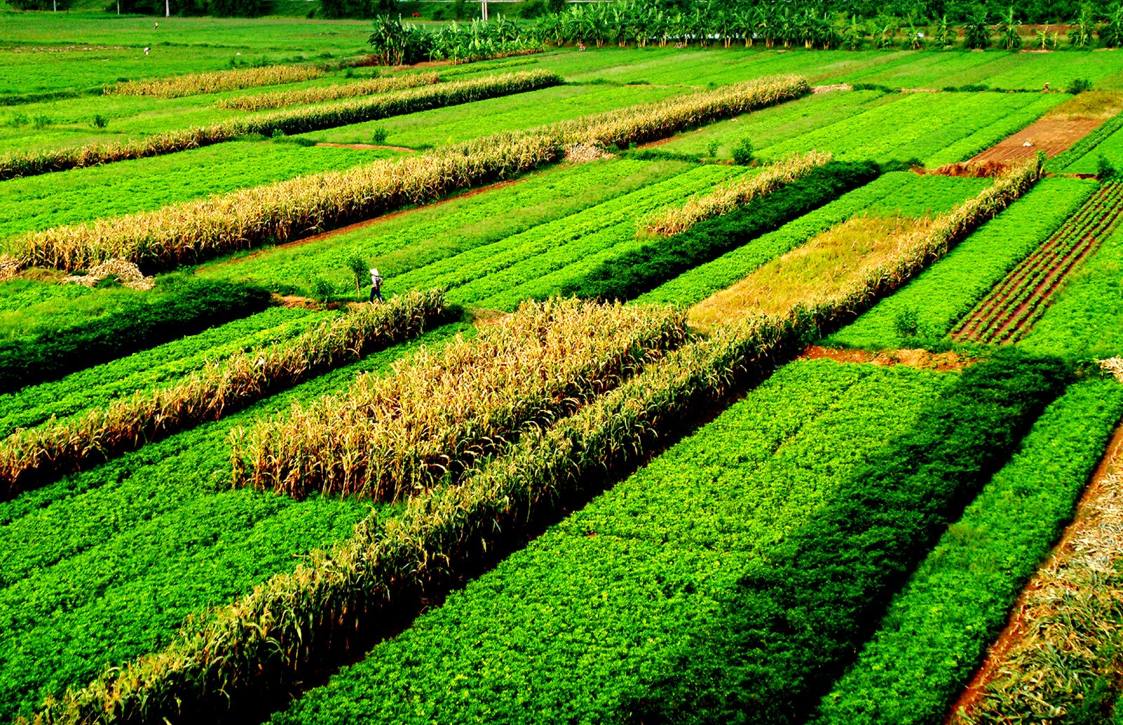 0607.du lich nong nghiep thai binh1